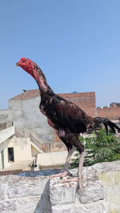 Japanese shamo | pure aseel shamo male _king size shamo