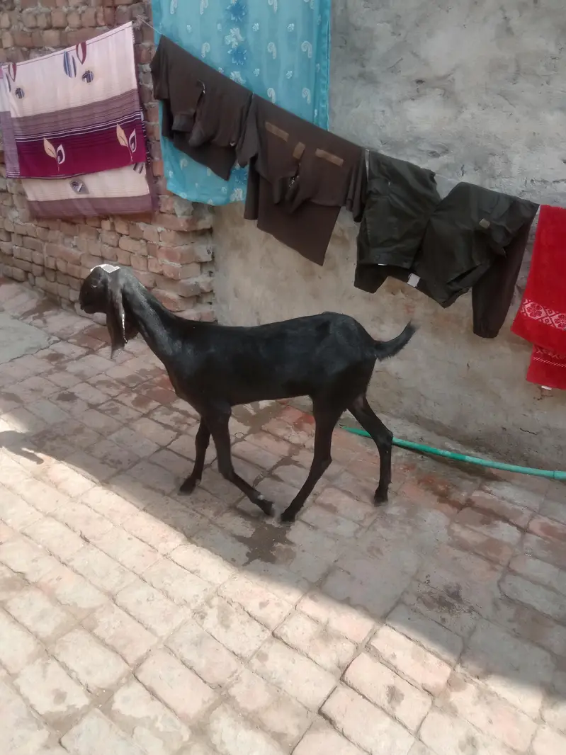 black amirtisal betal path 2 dant call Whatsapp 03034135736 — photo 2