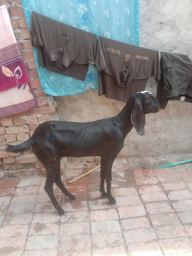black amirtisal betal path 2 dant call Whatsapp 03034135736 — photo 3