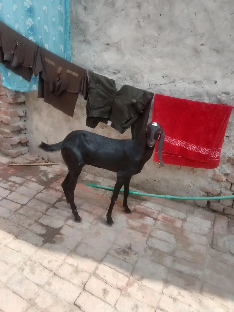 black amirtisal betal path 2 dant call Whatsapp 03034135736 — photo 4
