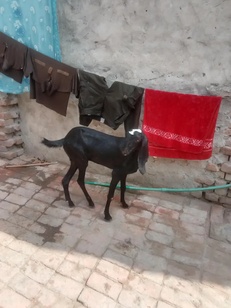black amirtisal betal path 2 dant call Whatsapp 03034135736 — photo 5