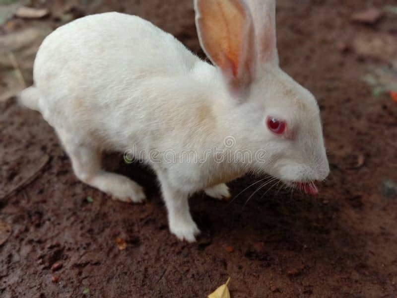 Rabbits 0