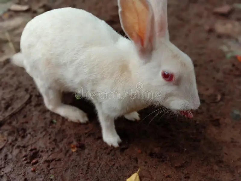 Rabbits