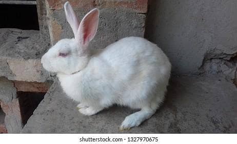 Rabbits 2