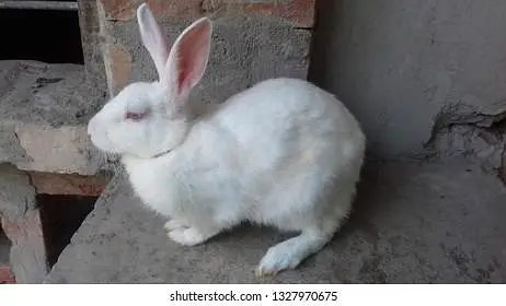 Rabbits — photo 3