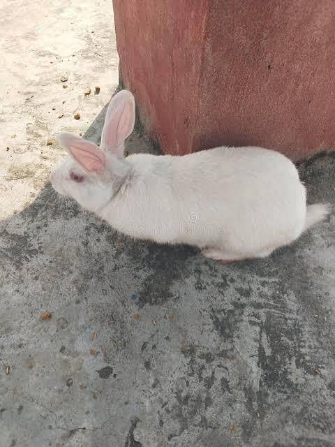 Rabbits 3