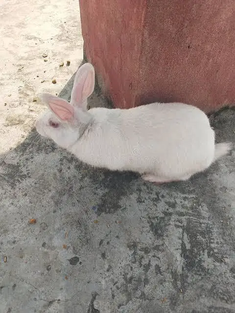 Rabbits — photo 4