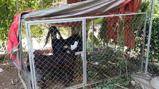 female goat and female baby
