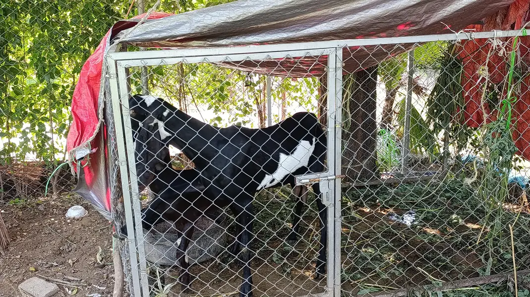 female goat and female baby — photo 2