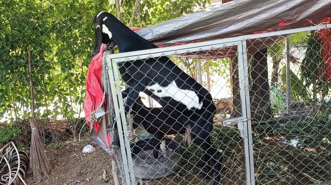 female goat and female baby — photo 3