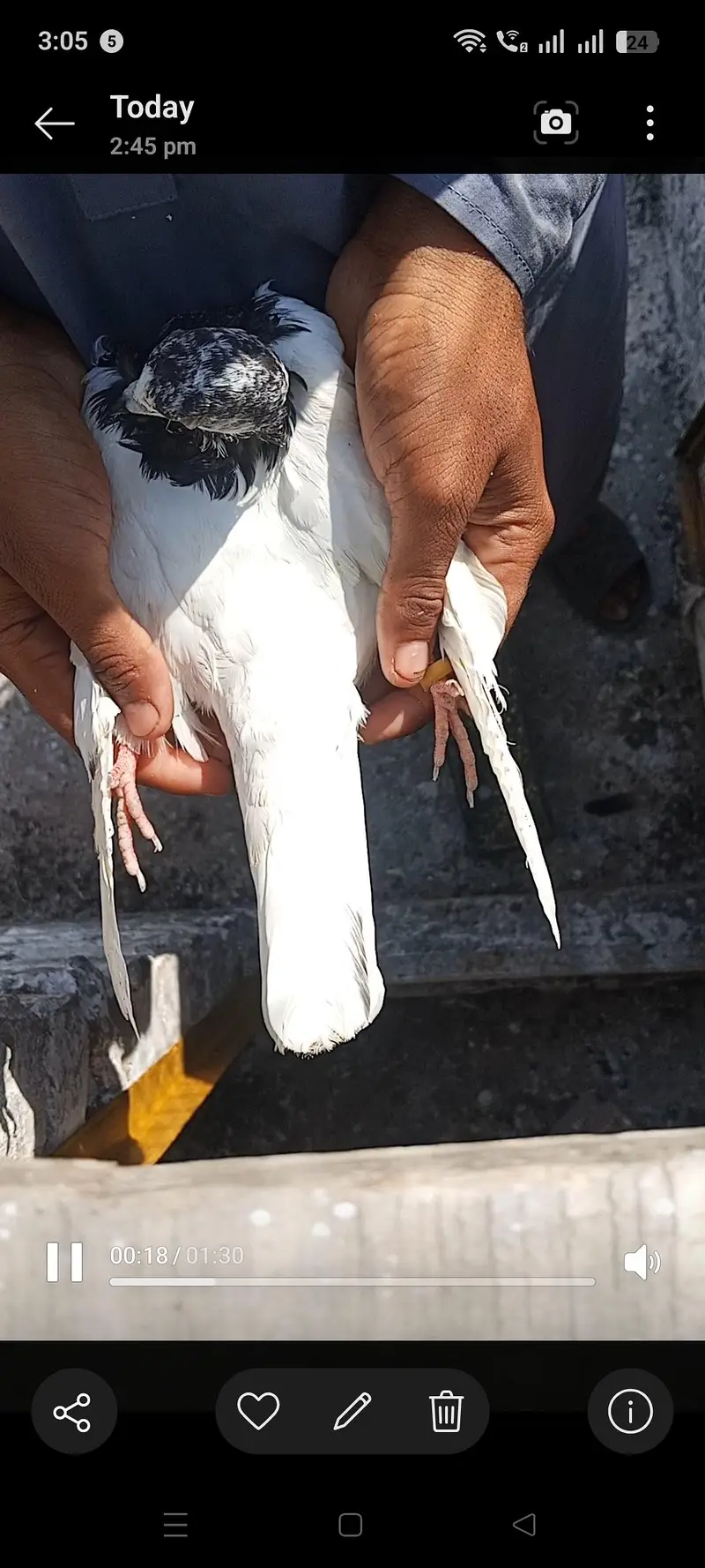 pure tady nar pure batari madi — photo 4