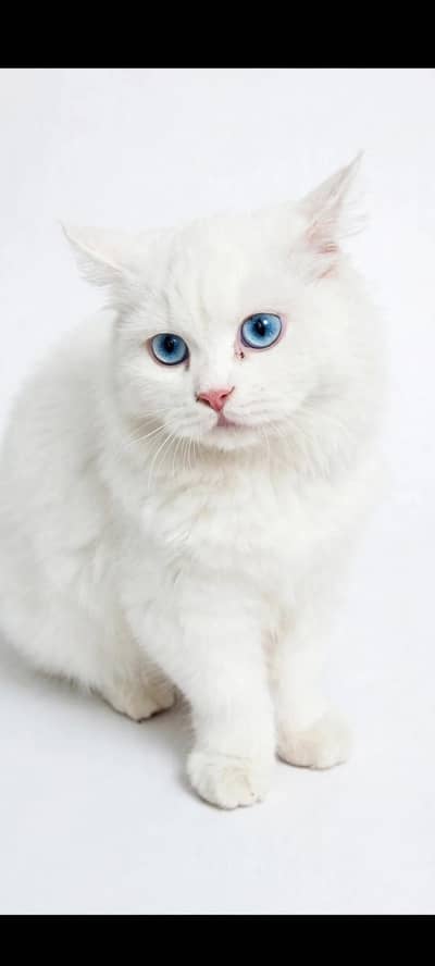 pure white Persian cat blue eyes, litter trained, healthy & playful.