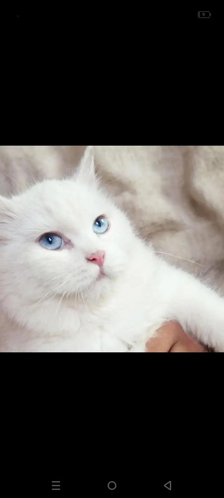 pure white Persian cat blue eyes, litter trained, healthy & playful. — photo 2