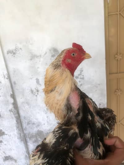 urgent for sale