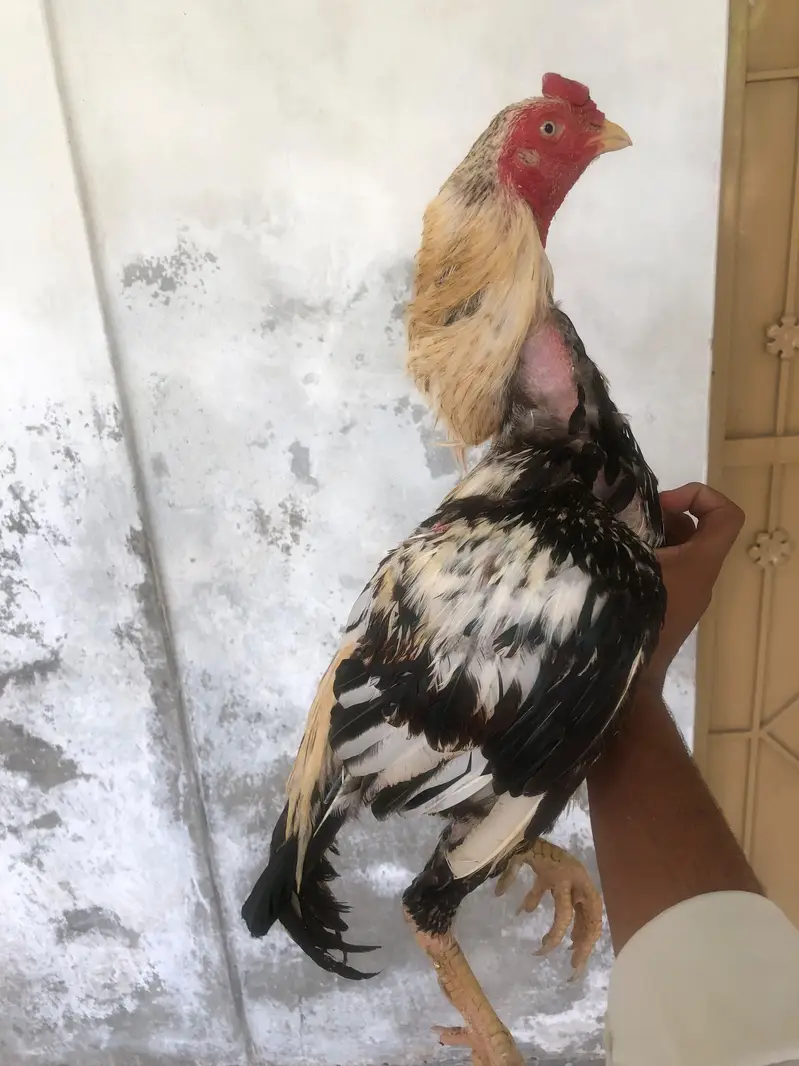 urgent for sale — photo 3