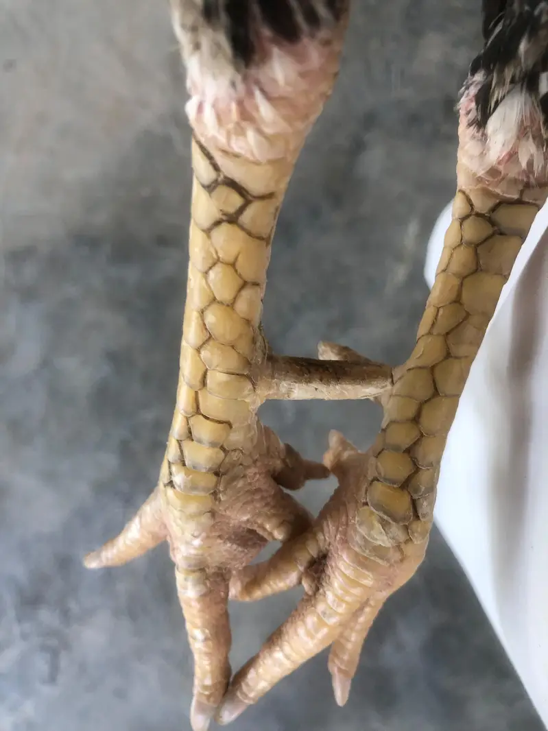 urgent for sale — photo 4