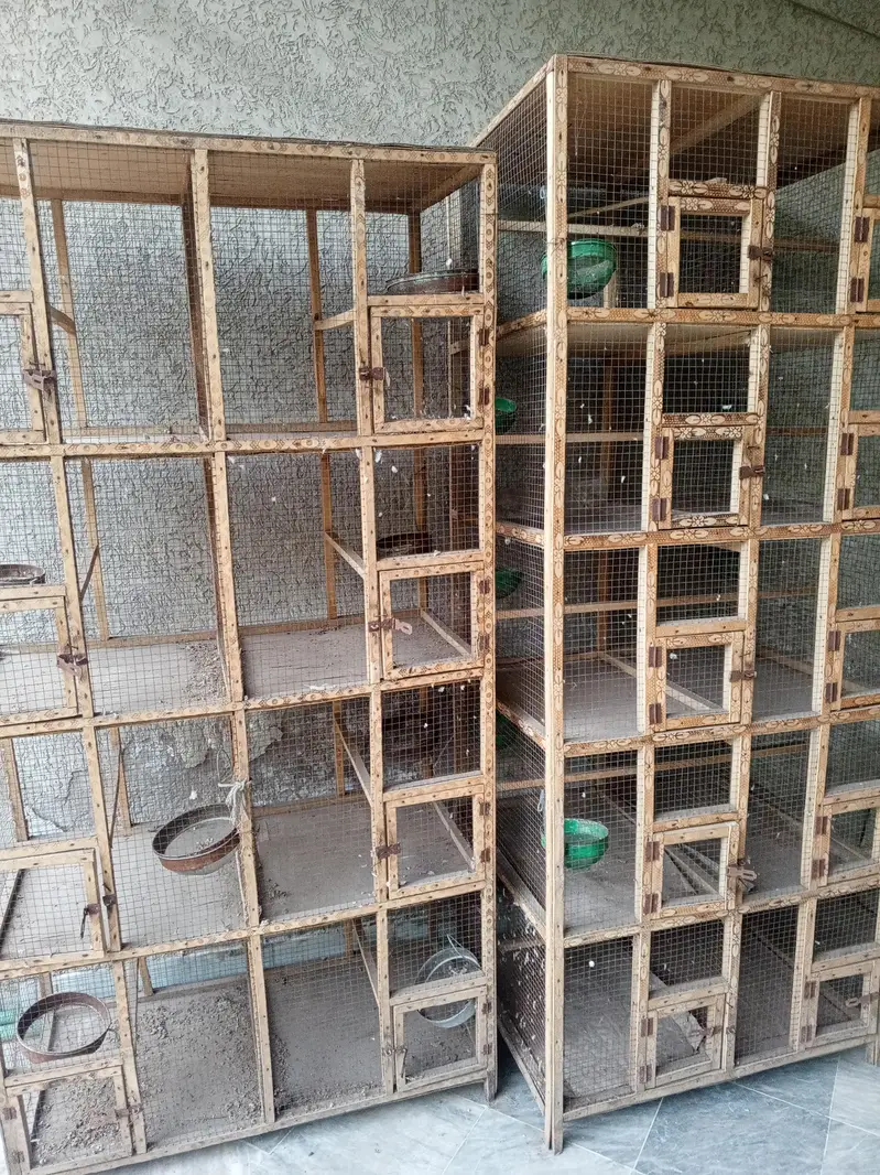 birds cage