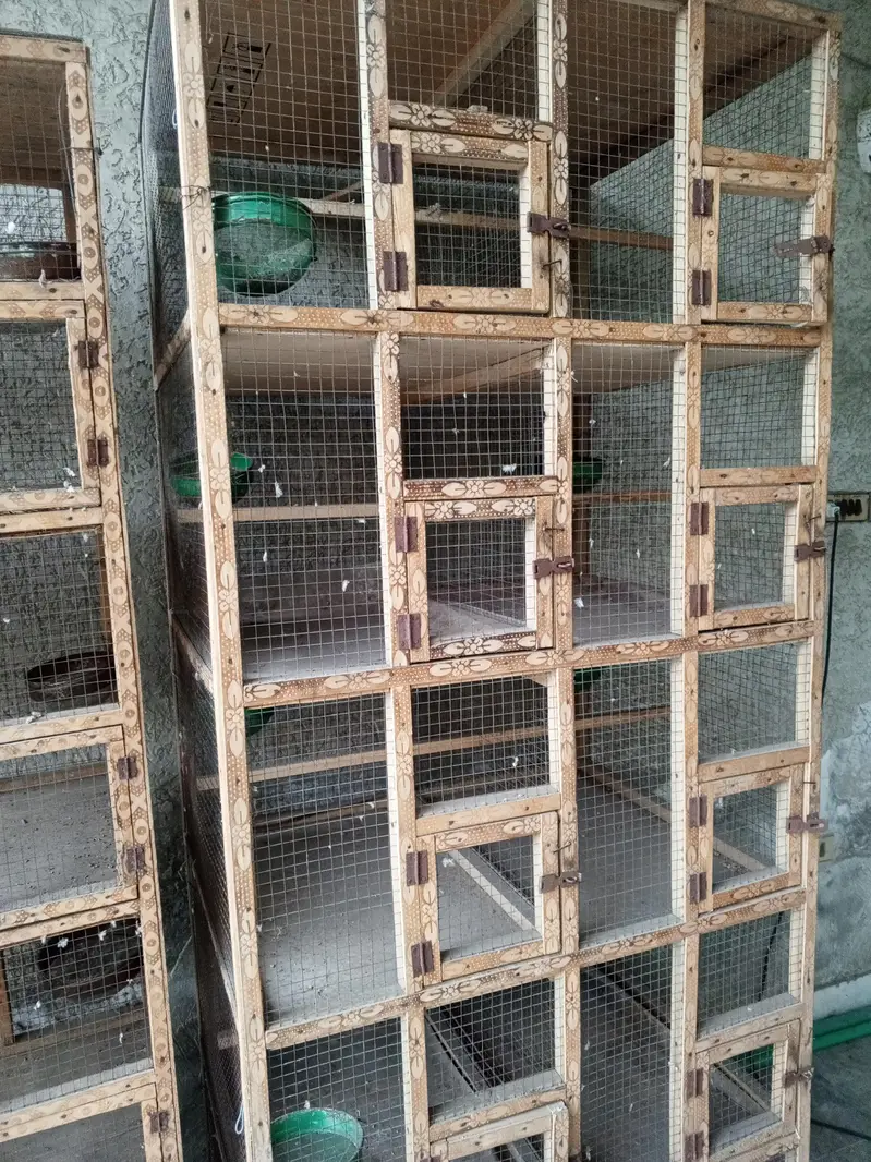 birds cage — photo 2