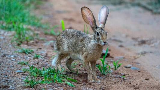 heres janglii rabbit