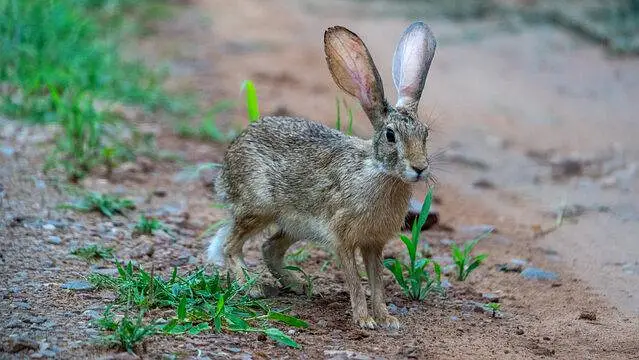 heres janglii rabbit