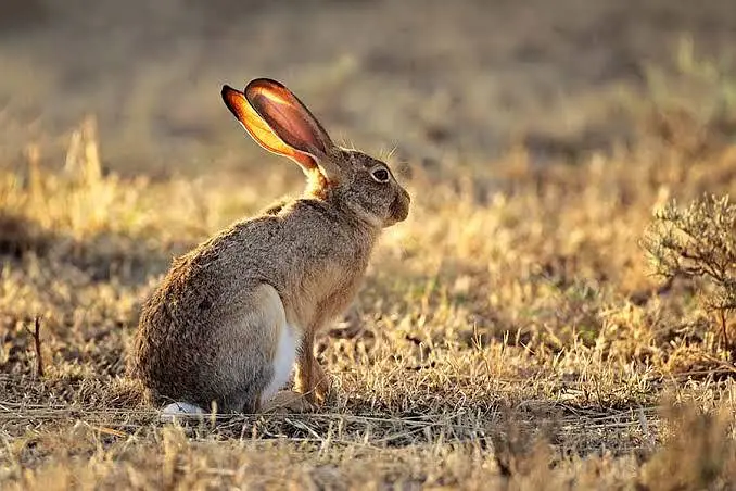 heres janglii rabbit — photo 2