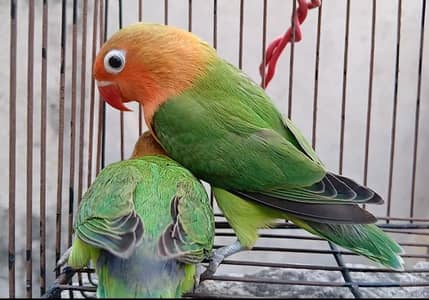 2 lovebird chicks
