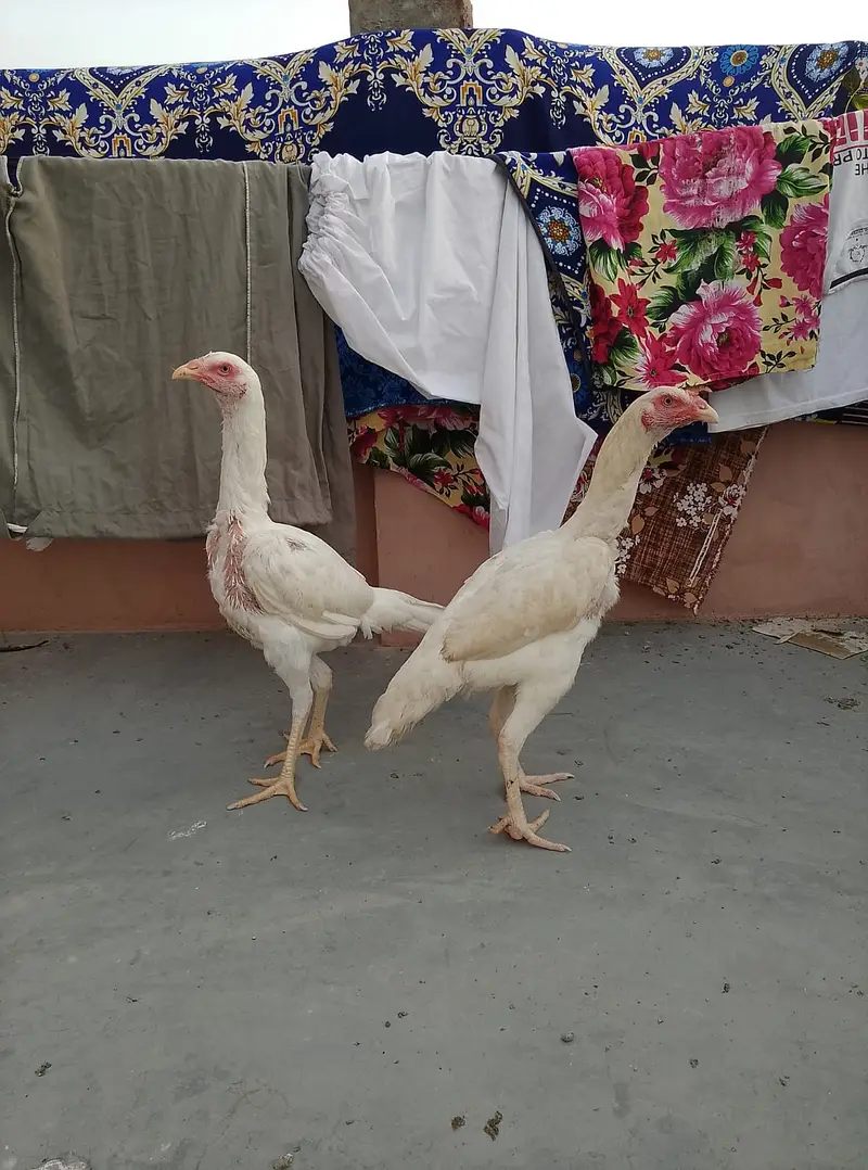 Shamoo Cross Heera Females | Heera Murgi | Heera — photo 2
