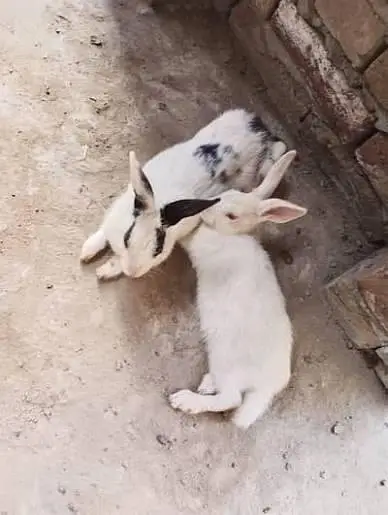 desi rabbits homebreed — photo 2