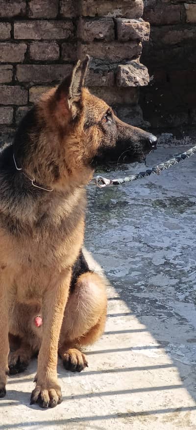 German shepherd stock hair A+ quality champion blood line