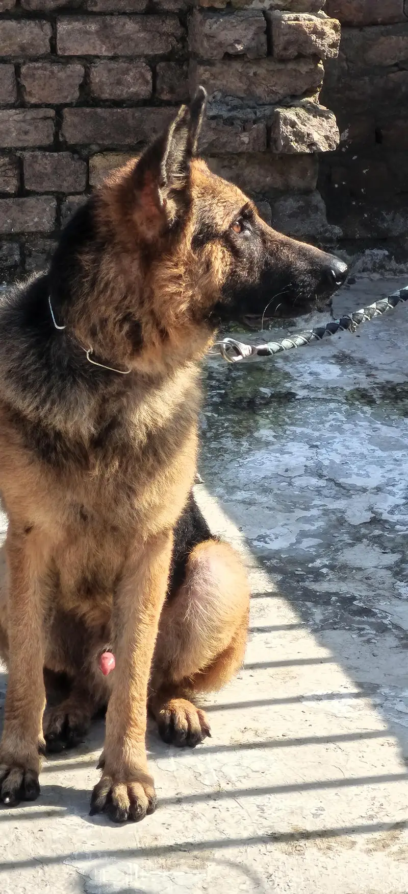 German shepherd stock hair A+ quality champion blood line — photo 2