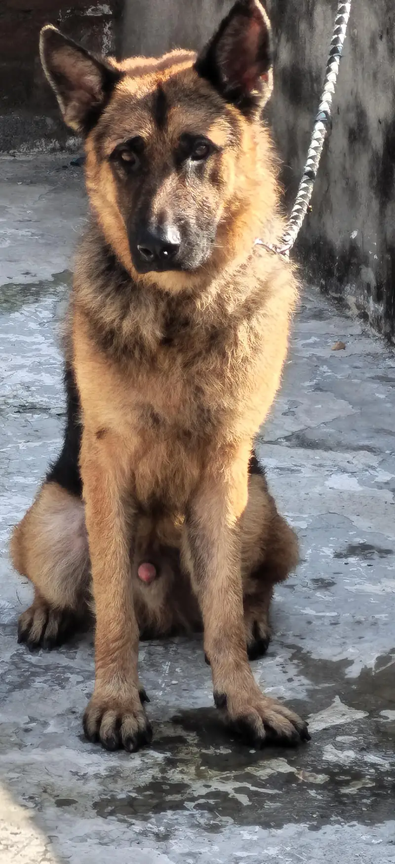 German shepherd stock hair A+ quality champion blood line — photo 3
