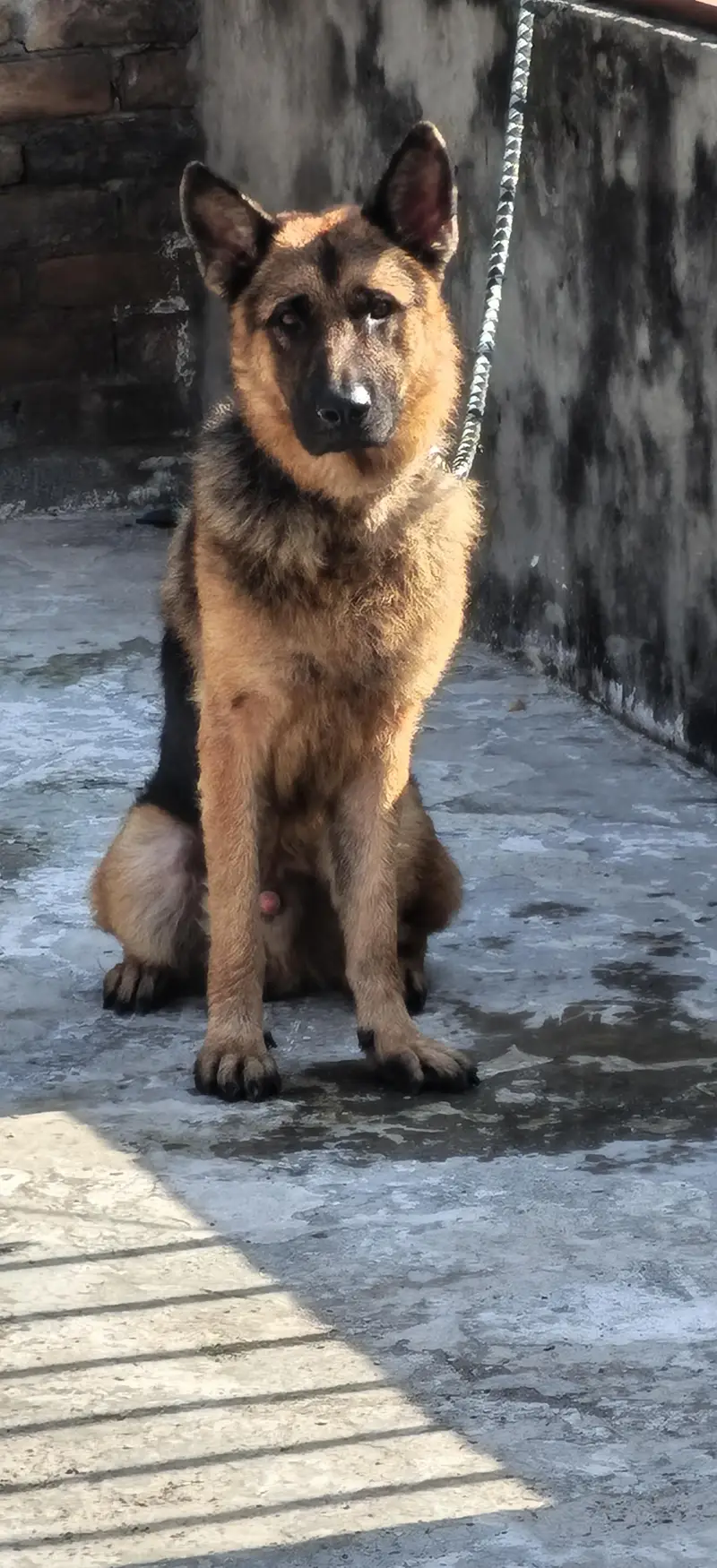 German shepherd stock hair A+ quality champion blood line — photo 4