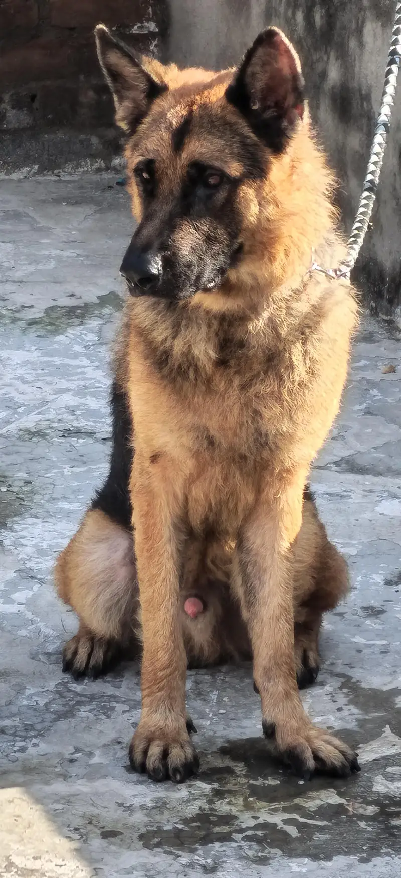 German shepherd stock hair A+ quality champion blood line — photo 5