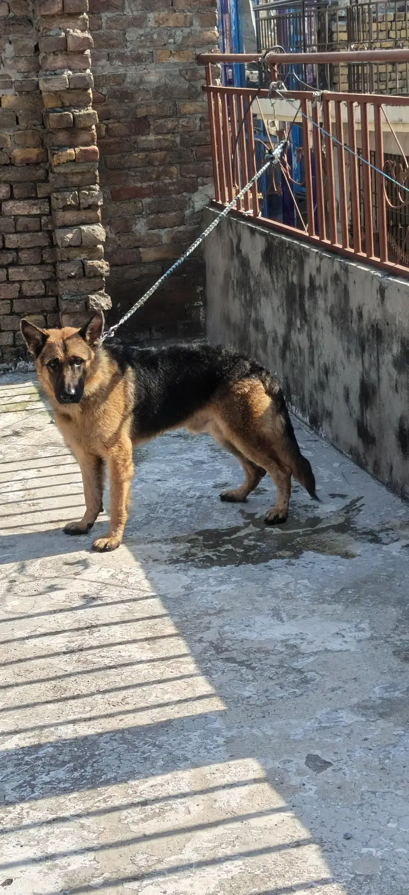German shepherd stock hair A+ quality champion blood line — photo 6