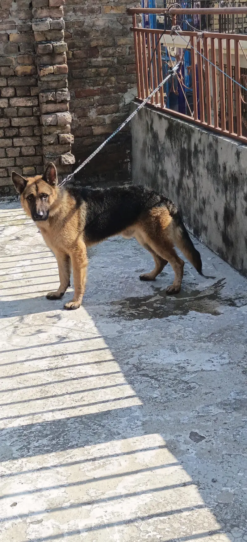 German shepherd stock hair A+ quality champion blood line — photo 7