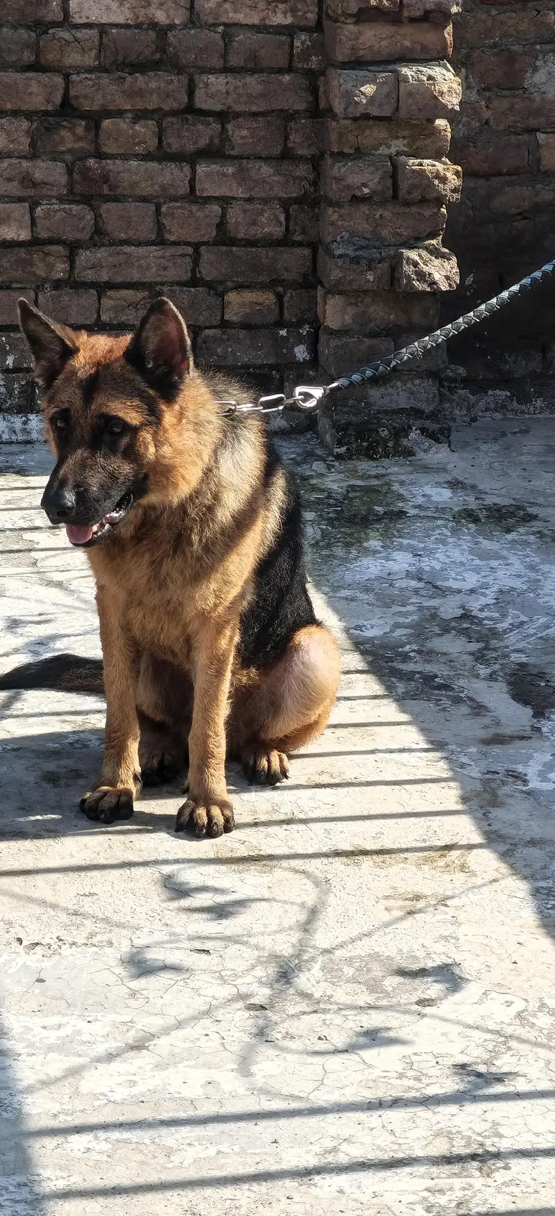 German shepherd stock hair A+ quality champion blood line — photo 8