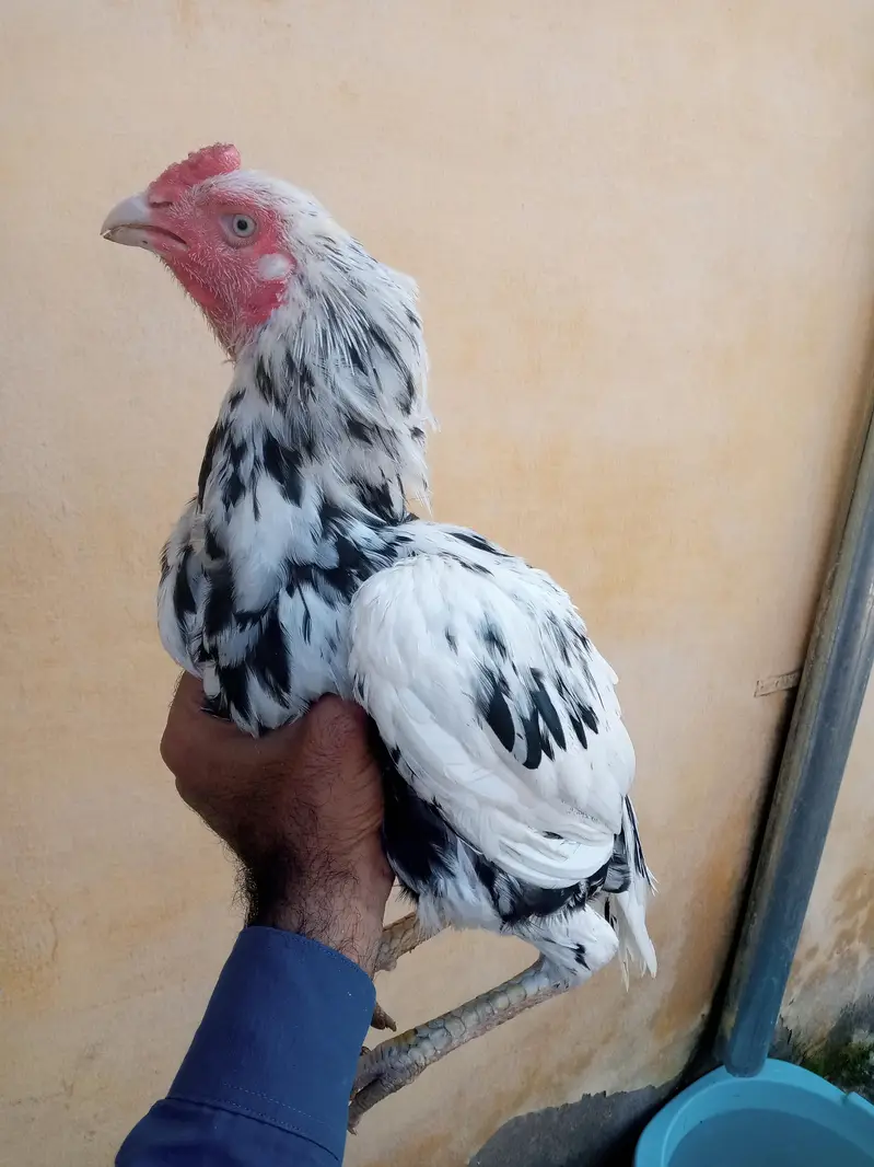 2 cheeny pathy heigh quality bnd gnd jor cntct whtsap 03041842392 — photo 4