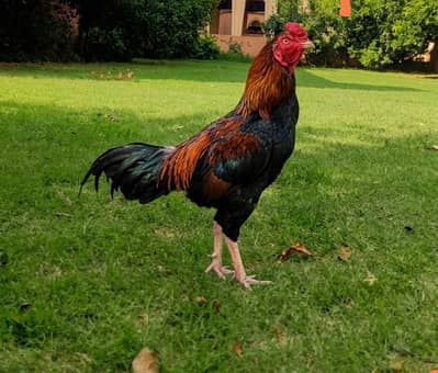 aseel murga for sale