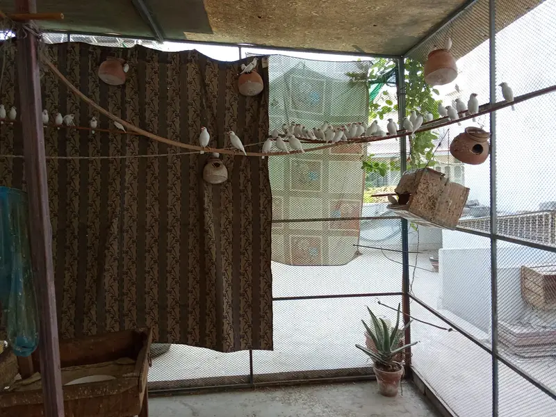 White java for sale — photo 2