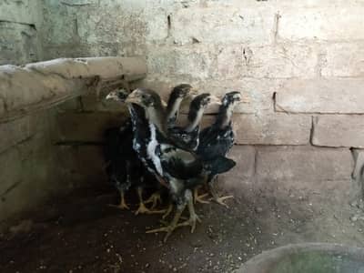 6 Thai shamo cross chiks home breed ha pr pis 4500