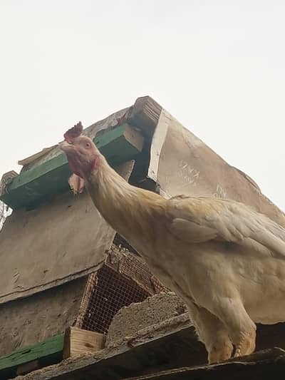white Heera or asil hen