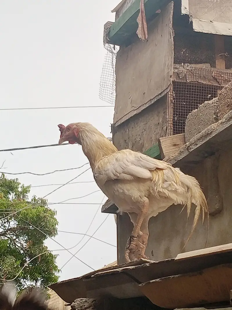 white Heera or asil hen — photo 2