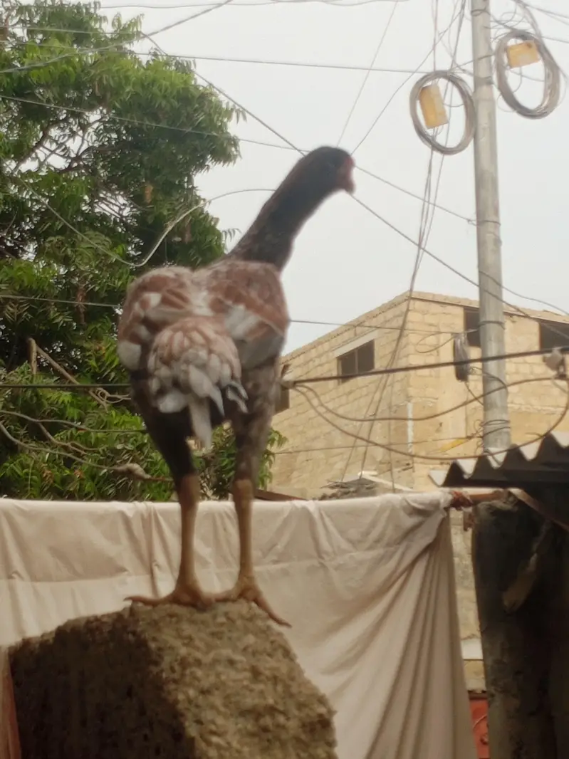white Heera or asil hen — photo 3