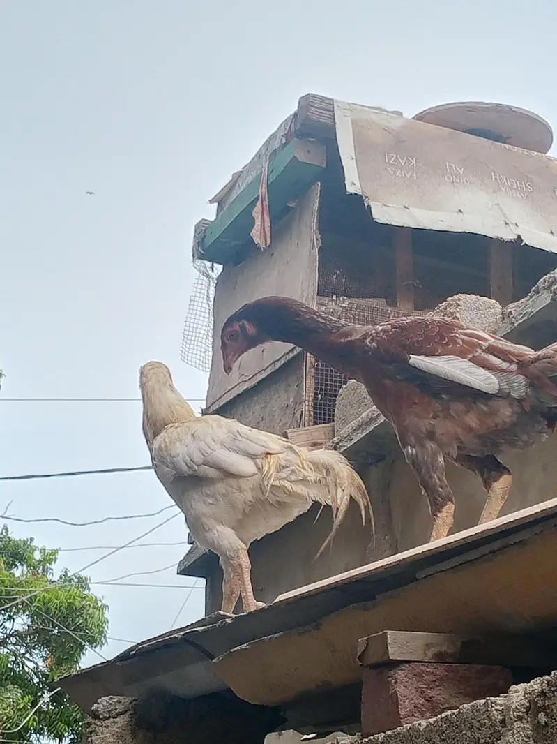 white Heera or asil hen — photo 4