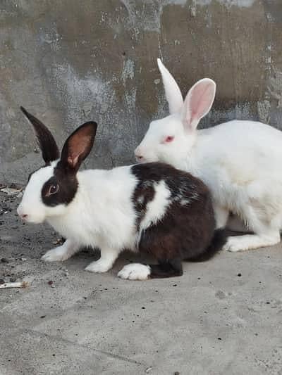 desi rabbits