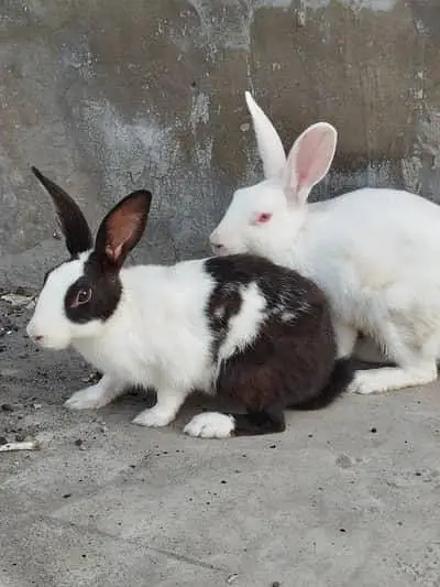 desi rabbits