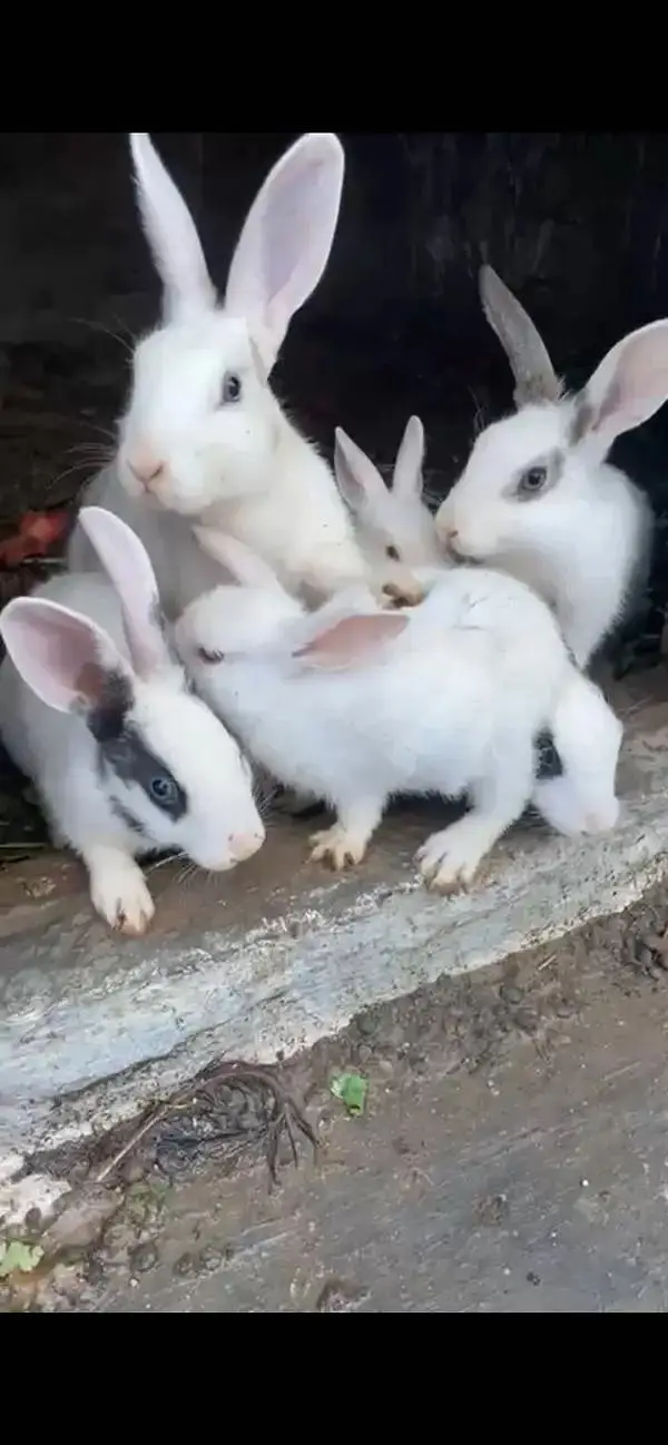 desi rabbits — photo 2