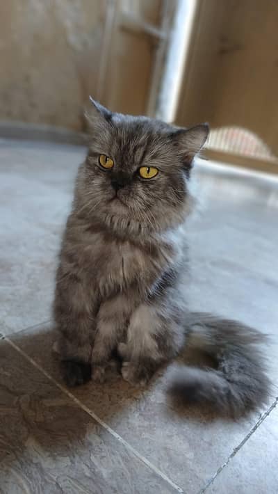 persion cat with yellow eyes