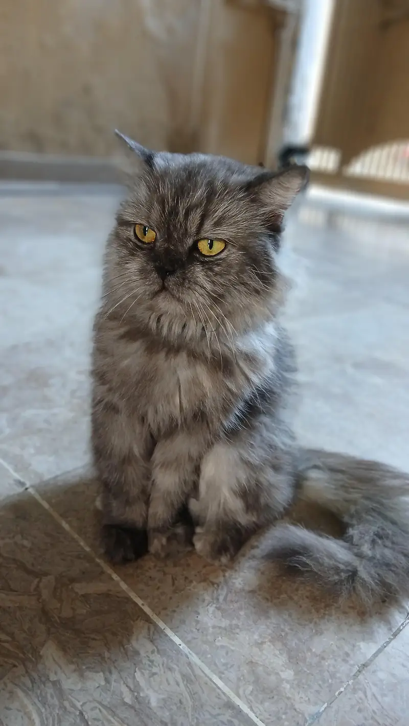 persion cat with yellow eyes — photo 2