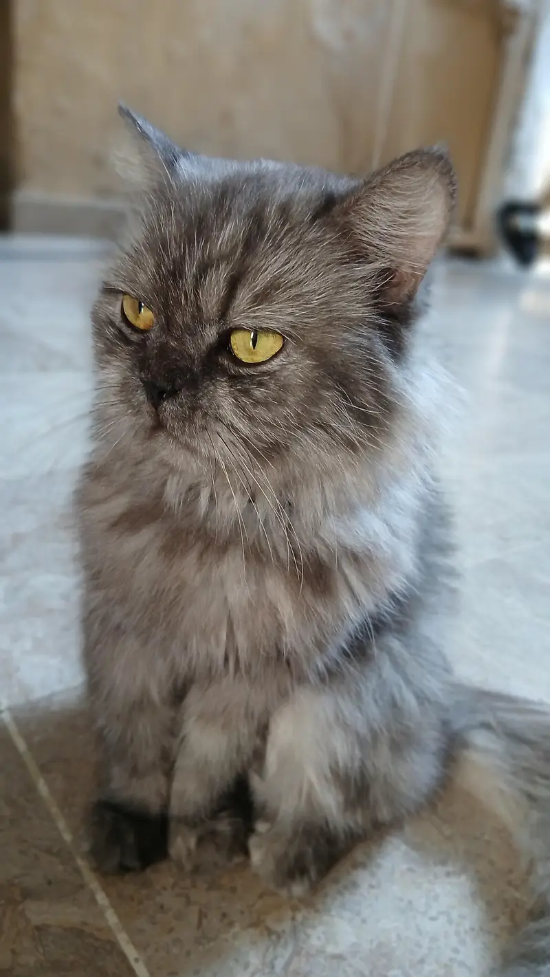persion cat with yellow eyes — photo 3